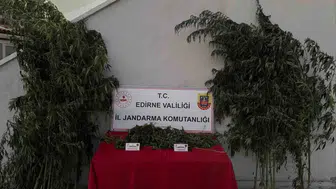 Edirne'de kamu arazisinde kenevir ekimi yapan şahıs suçüstü yakalandı