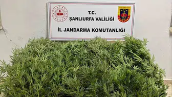 Şanlıurfa'da düzenlenen uyuşturucu operasyonunda 24 kök kenevir ele geçirildi