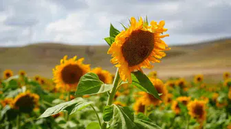 Erzincan'ın ayçiçeği tarlaları yaz mevsiminde sarı rüyalar sunuyor