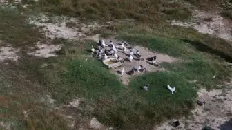 Sivas'ta aşırı sıcaklar taklacı güvercinlerin sağlığını tehdit ediyor