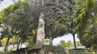 Van'da şiddetli rüzgar, parklarda büyük tahribata yol açtı