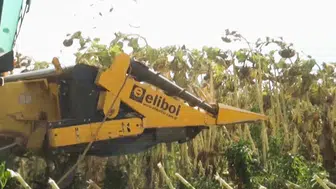 Kahramanmaraş'ta ay çekirdeği hasadıyla yüzler güldü