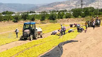 Üzüm üreticileri, artan maliyetlerle mücadele ediyor