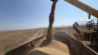 Kars'ın tarımsal zenginliği: Kavılca buğdayında hasat dönemi başladı
