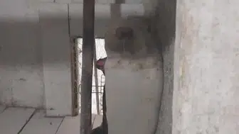 Perşembe'de kuluçkaya yatan horoz, annelik rolünü üstlendi