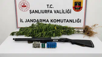 Şanlıurfa'da kenevir ekimine geçit yok: 1 kişi gözaltına alındı