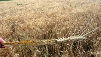 Bayburt'ta hububat tarlalarında sarı pas hastalığına karşı önlemler alındı