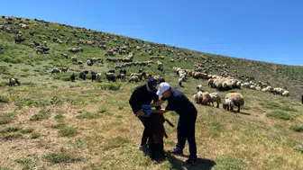 Şırnak’ta veteriner hekimlerden yaylalarda sağlık taraması ve eğitim faaliyeti