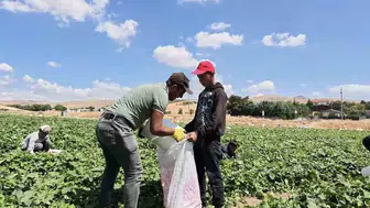 Çubuk’ta turşu festivali için hazırlıklar tamamlanıyor