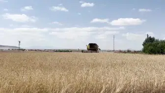 Kars'ta çiftçiler hızla hasat dönemine hazırlanıyor