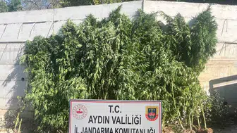 Efeler'de kenevir üretimi yapan şüpheli yakalandı
