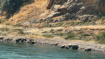 Elazığ'da dağ keçileri görüntülendi: Doğanın eşsiz manzarasıyla buluştu