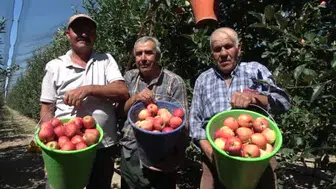 Karaman'da erkenci elma hasadı başladı: bu yıl rekolte tarihi zirveye ulaşacak