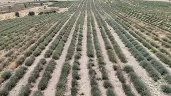 Uşak'ta ilk lavanta bahçesinde hasat heyecanı yaşanıyor