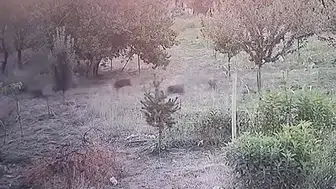 Domuz sürüsü yerleşim alanına kadar indi: Kayısı bahçesinde görüntülendi