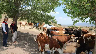 Hayvancılıkta yeni dönem: Elazığ'da kırsal kalkınma projesi devam ediyor