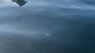 Marmara Denizi'nde yunuslarla eğlenceli anlar: Jet ski keyfi