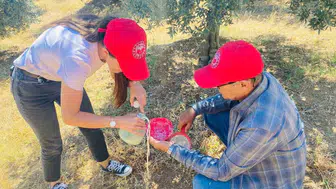 Salihli'deki zeytin üreticilerine sinek uyarısı: İlaçlamayı ihmal etmeyin