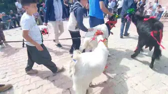 Mersin’de keçi güzellik yarışması heyecanı: Renkli görüntüler ve ödüller