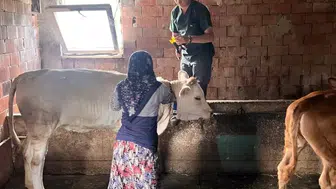 Yaylatepe'de buzağıların küpeleme işlemleri başarıyla tamamlandı