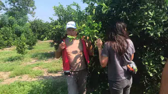 Erzin'de narenciye bahçelerinde sağlık denetimi yapıldı