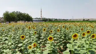 GAP suyunun etkisiyle Şanlıurfa'da tarımsal üretim çeşitleniyor