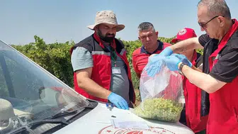 Manisa'da organik üzüm üretiminde denetim süreci hızlandı
