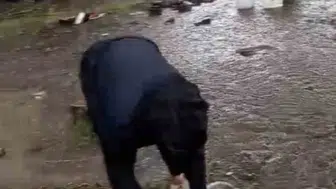 Samsun'da fındık işçilerine yağmur kabusu: Çadırlar sular altında kaldı