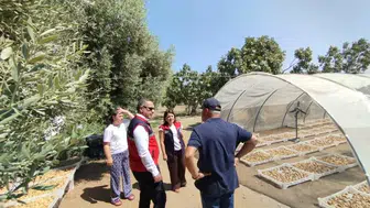Aydın inciri hasat sezonunda kalite kontrolleri sürüyor