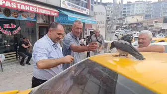 Adilcevaz'daki kasap ile karga arasında dostluk hikayesi