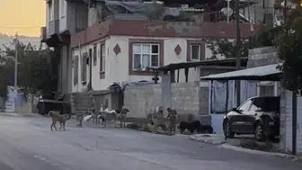 Gaziantep'te başıboş sokak köpekleri, mahalleliyi tedirgin ediyor