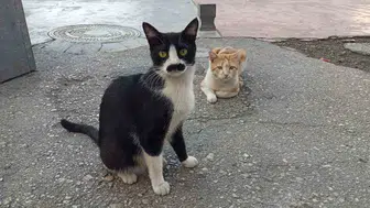 Samsun'un bıyıklı kedisi Pala Remzi, ilgi odağı oldu