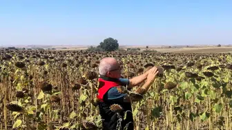 Kırklareli’nde TAKE projesi ile ayçiçekleri denetlendi