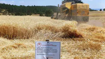 Çavdarhisar'da yerli arpa ve buğday çeşitlerinin başarılı hasadı yapıldı