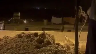 Adıyaman'da evlerin bahçesinde çizgili sırtlan görüldü