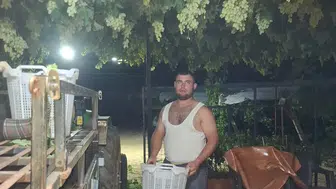 Sarıgöl'de üzüm hasadı için ailece gece mesaisi
