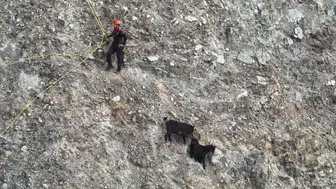 Hatay'da mahsur kalan keçiler zorlu operasyona rağmen kurtarıldı