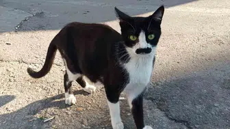 Samsun'daki pala bıyıklı kedi dikkatleri üzerine çekiyor