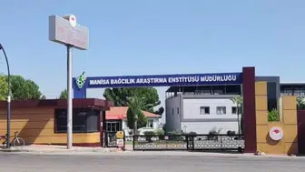 Çilek tadında üzüm: Manisa'da bronx seedless çeşidi keşfedildi