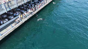 Eminönü sahilinde dev orkinoslar görüntülendi