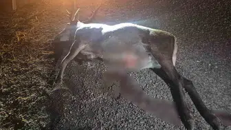Bilecik'te yola çıkan geyik, trafik kazası sonucu hayatını kaybetti