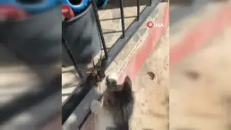 Diyarbakır'da kedinin dev çekirgeyle eğlencesi ilgi çekti