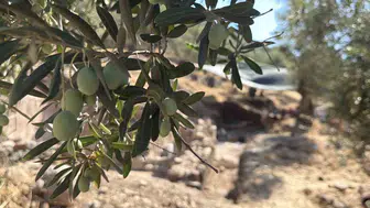 Antandros Antik Kenti'nde bin 600 yıllık kilise kalıntıları gün yüzüne çıkıyor