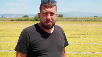 Manisa'da üzüm hasadında kalite kaygısı: üreticiler fire veriyor