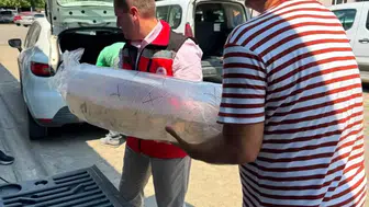 Aydın'da 535 bin sazan yavrusu suyla buluştu