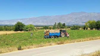Erzincan'da fasulye hasadı başladı: Üreticiler zor durumda