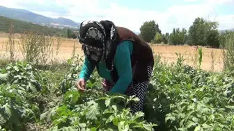 Çorum'da çiftçiler aracı olmadan doğal ürünleriyle pazarları renklendiriyor