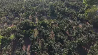 Düzce fındık hasat şenliği coşkusu: Rekolte hedefi 103 bin ton