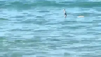Çeşme'de tatilcileri şaşırtan yılan sürprizi
