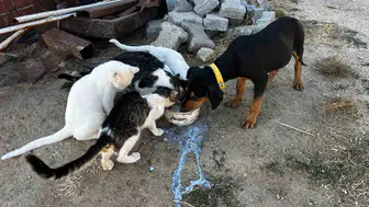 Köpek ve kedilerin dostluk hikayesi: Bahçede buluşarak mutlu anlar yaşıyorlar